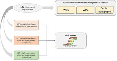 Real-world diagnostic potential of bacterial biomarkers of canine periodontitis